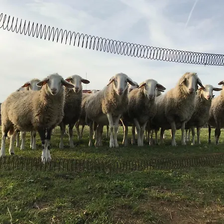Alloggio per agriturismo Tourist Farm Artisek Store