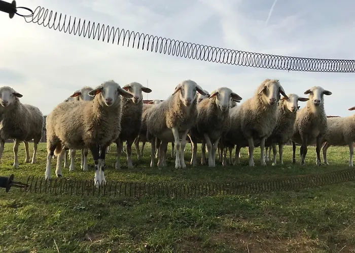Bivanje na kmetiji Tourist Farm Artisek Store